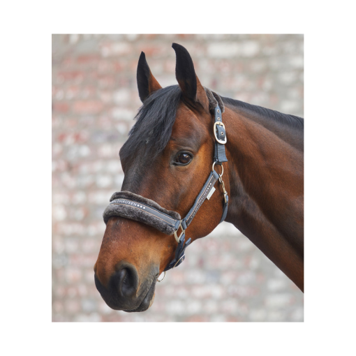 CABEZADA CUADRA WALDHAUSEN ELEGANT