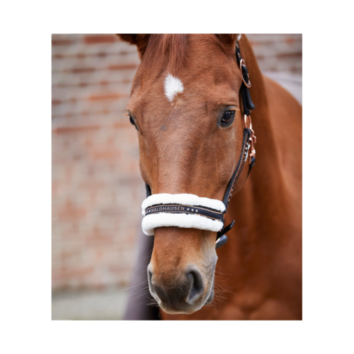 CABEZADA CUADRA WALDHAUSEN ELEGANT