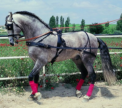 Enganche Hungara Senc. Pecherin