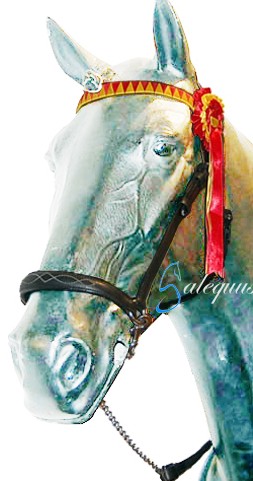 CABEZADA PRESENTACION GALEQUUS