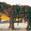 Enganche Pvc/nylon Doble  Mini-Shetland
