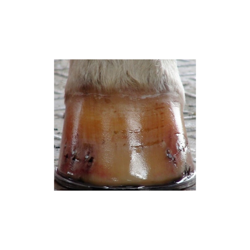BALSAMO DIAMOND HOOF CONDITIONER PARA CASCOS