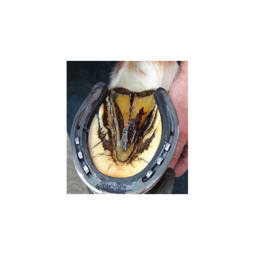HIGIENIZADOR DE CASCOS DIAMOND HOOF DEFENDER