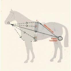 CHAMBÓN ENTRENAMIENTO PESSOA PASSOVA