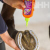 HIGIENIZADOR DE CASCOS EQUINATURA FROG & SOLE PROTECT