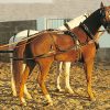 Enganche Inglesa Doble Collarin