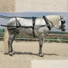 Enganche zaldi extra inglesa doble con collaron