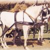 Enganche Hungara T-605 Tronco