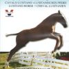 Dvd: El Caballo Lusitano Crianza Y Manejo