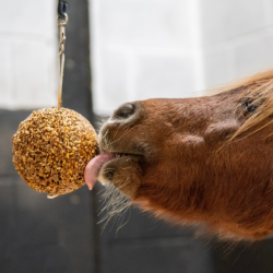 JUGUETE LIKIT GRANOLA STALL BALL - Imagen 2