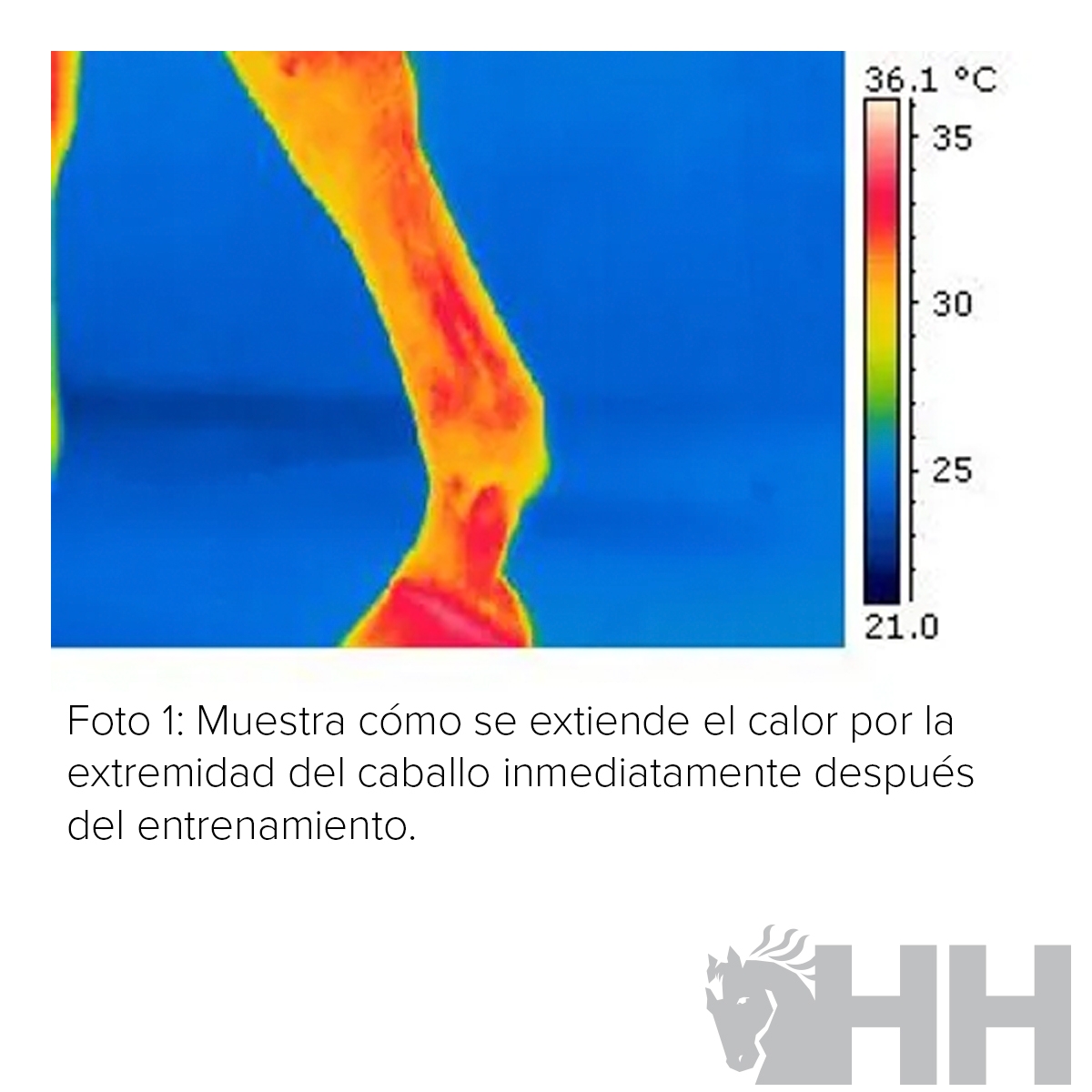 GEL TENDONES REFRESCANTE LEOVET CELLSIUS - Imagen 4