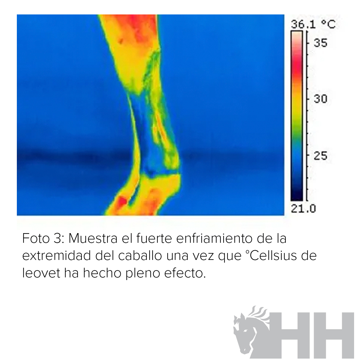 GEL TENDONES REFRESCANTE LEOVET CELLSIUS - Imagen 7