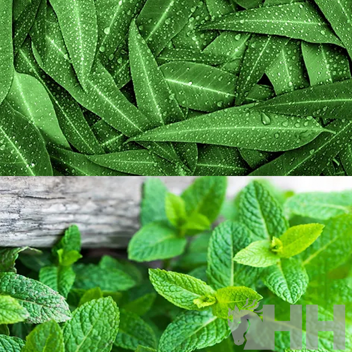 GEL TENDONES REFRESCANTE LEOVET CELLSIUS - Imagen 2