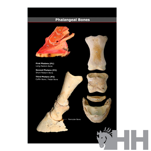 LIBRO GUIA VISUAL EXTREMIDADES Y CASCO DEL CABALLO (INGLES) - Imagen 3