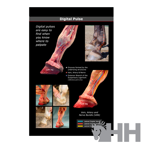 LIBRO GUIA VISUAL EXTREMIDADES Y CASCO DEL CABALLO (INGLES) - Imagen 4