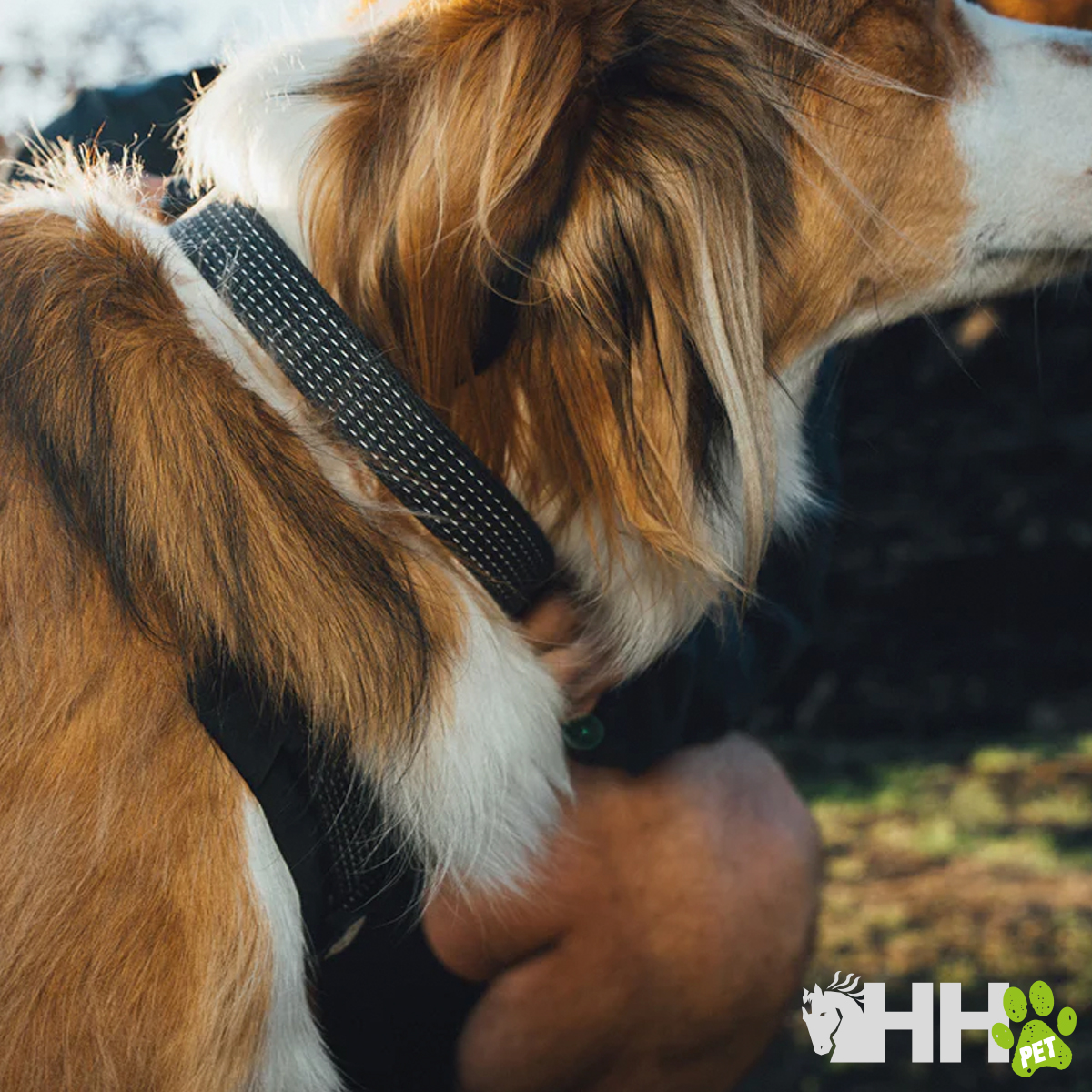 COLLAR RUFFWEAR PARA PERROS RIDGELINE - Imagen 4