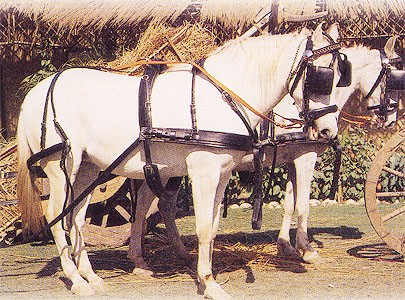 Enganche Hungara T-605 Tronco