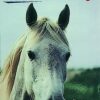 LIBRO: EL CABALLO 84 TRUCOS DE BRICOLAGE