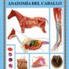 Libro: Guia. Anatomia Del Caballo