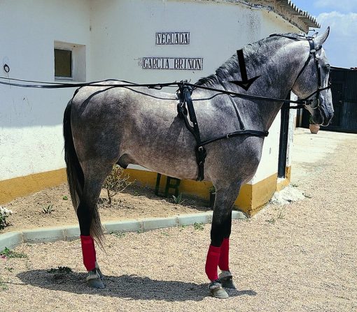Riendas Enganche Troton Negro